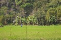 100_0509s * 540 x 360 * (55KB)